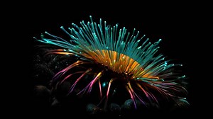 Download a fictional deep sea creature that looks like a flower in the darkness of the deep sea for free
