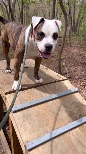 At just 3 years old and under 50 pounds, Jelli is the perfect compact companion. Her adorable crooked teeth, expressive eyes, and goofy grin make her totally unforgettable, but it’s her loving personality that really shines. Jelli is an angel on leash and would love nothing more than peaceful strolls with her favorite human. But sadly, kennel life is really taking a toll on her. She’s struggling in the shelter environment and needs out now. While Jelli isn’t a fan of most other dogs, she’s sweet