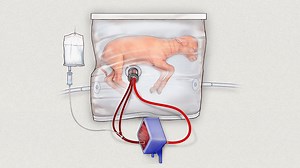 Artificial womb tested on tiny lambs