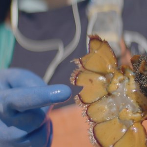 106K views · 1.4K reactions | If you see a “V,” let it be. Maine lobstermen preserve the lobster population by v-notching egg bearing female lobster, setting minimum and maximum size limits, and more. Learn more at https://hubs.ly/Q01Nb1C40 | Lobster from Maine | Facebook