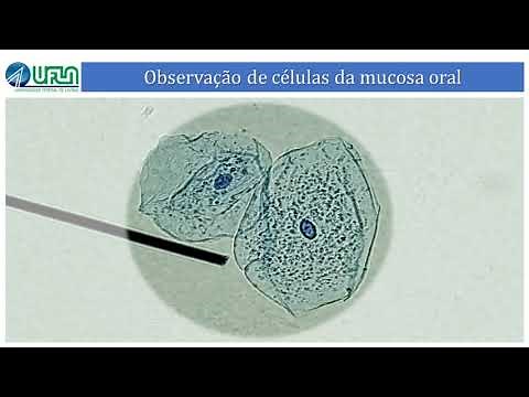 REO 8 _ Vídeo 8.1 _ Observação de células da mucosa