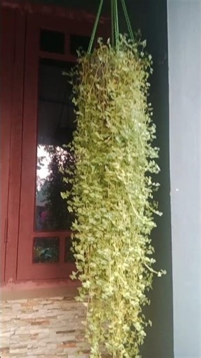 🏵️🏵️🌼🌼🌸🌸💐🌸🌺🌻🌻🥀🌹🏵️🏵️