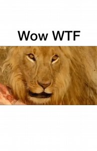 Billy Carson on Instagram: "The narrator says something very important. He says "if they work together they can push back 15 hungry lions." Also they must use "self confidence." If you look at the world population. You will see that we are all divided and that allows the elites to rule over us. If we work together and utilize self confidence we can overthrow them. VIST THE LINK IN MY BIO https://linktr.ee/4biddenknowledge #4biddenknowledge repost @chakabars"