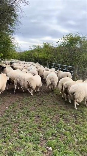 7.3K views · 216 reactions | Amazing border collie dog storm is brilliant to watch when herding sheep  : @BorderCollie Life . . . . . . #BorderCollie, #BorderColliesOfInstagram, #WorkingDog, #HighDriveDog, #BorderCollieLife, and #ThatllDoDog. | BorderCollie Love | Facebook