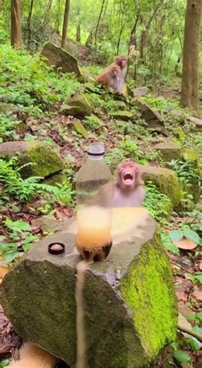Curious Monkey Triggers Soda Explosion in the Wild 😂 1 #Monkey#FunnyMonkey#Wildlife#AnimalReaction
