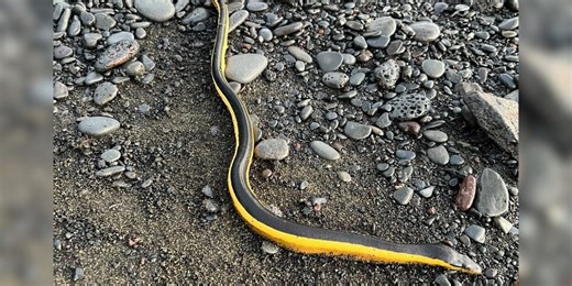‘More venomous than a cobra’: Lethal sea snake found washed up on beach