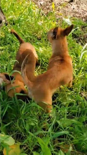 #chihuahua #puppy #animals #viral #live #motivation #funny #dog #shortvideo