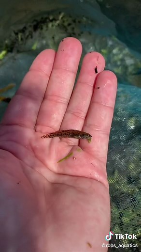 Canal Fishing in Florida: Robs Aquatics