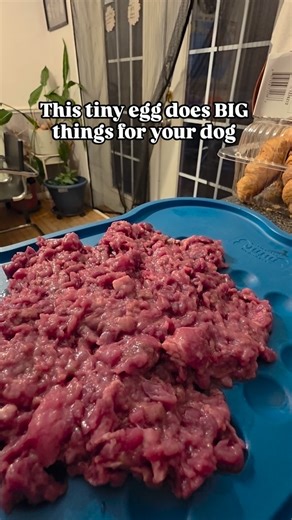 Kai | Mama | Border Collies ×3 🐕 | Clean Living on Instagram: "Quail eggs might be tiny… but they come loaded with the most complete nutrients you can add to your dog’s bowl 🐶💛 Rich in: • protein • vitamin B12 • riboflavin (B2) • selenium • iron • choline • folate And if you include the shell: • calcium • magnesium • phosphorus • zinc • manganese • collagen • glucosamine • chondroitin • hyaluronic acid Basically — it’s a multivitamin, joint support, skin + coat booster, and immune helper wrap