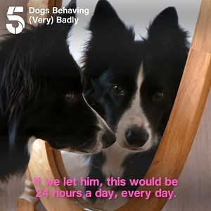 2.2M views · 12K reactions | Thor the border collie is so in love with his own reflection, his owners don't know what to do. Dogs Behaving (Very) Badly | Tonight at 8pm | Channel 5 | Channel 5 | Facebook