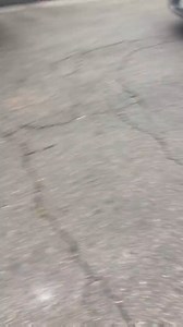 3 pit bulls attack a man's dog before getting hit and shot by cops