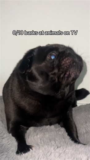 Funny Pug Barks at Animals on TV