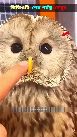 5 Secrets of Owls! 😳🦉