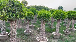 Panda ficus پانڈا فیکس پلانٹس کی کیئر عمر بنانے کا طریقہ گارڈن میں کہاں لگایا جائے وڈیو اچھی لگے تو آگے بھی شیئر کریں | AGP Nursery Farm