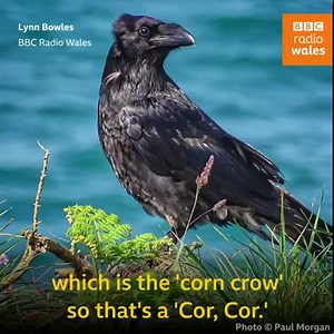 5.6K views · 217 reactions | What is the difference between a crow, a rook and a raven❓ Daniel Jenkins Jones on how to tell them apart and which one is the Bryn Terfel of the bird world! #Crows #Rooks #Ravens #BirdIdentification | BBC Radio Wales | Facebook