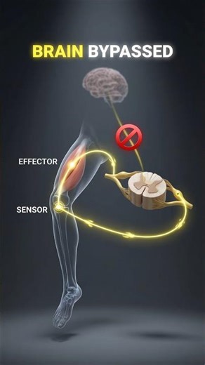 Why Your Leg Kicks Automatically 🔨 (Reflex Arc) #humanbody #facts