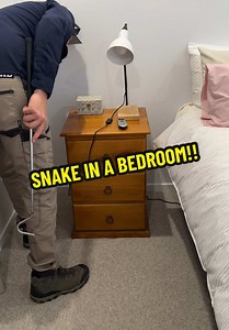 Snake Escapes into Bedroom: A Close Encounter in Australia