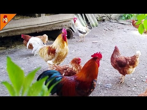 Rooster and Chicken Noises - Relaxing Farm Animals Sounds - Chicken Sound Effects