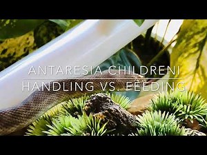 Handling vs. Feeding our Children’s Python