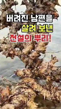 토복령 #청미래덩굴 #산귀래 #약초 #약초효능 #해독 #중금속배출 #혈관건강 #면역력 #자연약초