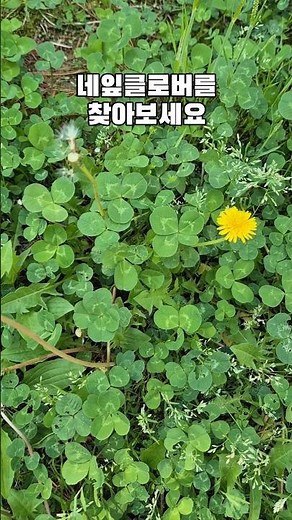 네잎클로버 찾기🍀몇개보여요??#relax #clover #네잎클로버