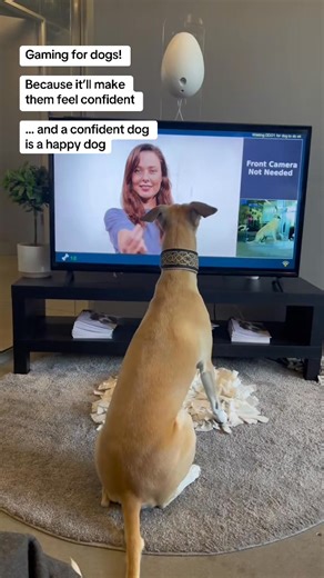 74K views · 351 reactions | Go Dogo is good for dogs because it...