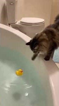 CATS FALLING DOWN... HILARIOUS EMBARRASSING MOMENTS