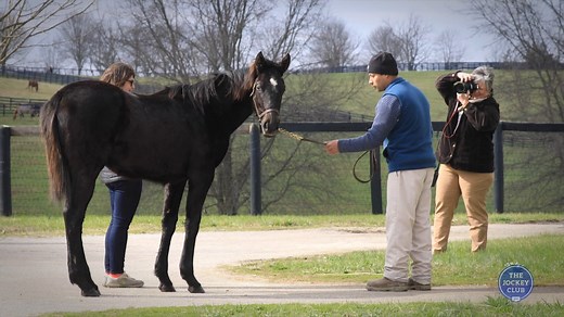 Foal Microchip - Tutorial 2017 - Jockey Club