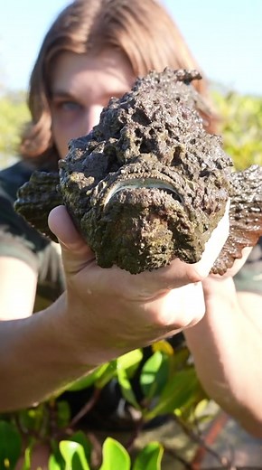 Exploring the World of Stonefish in Mangroves