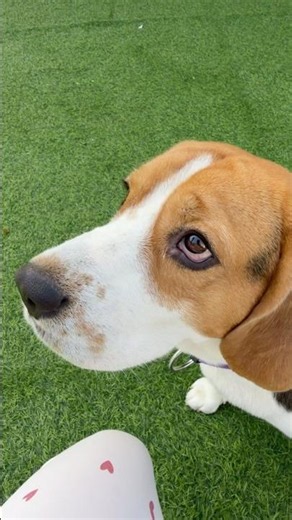Dedicating a song to my dog 🐶❤️#funnyvideos #minivlogs #petparents #beagle #sharmasandsachdevas 💕