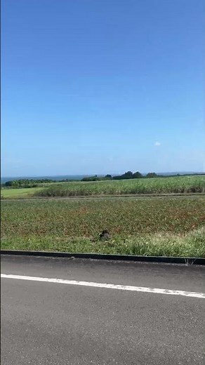 沖縄の原生風景 西表島 Iriomote Island, Okinawa, Japan