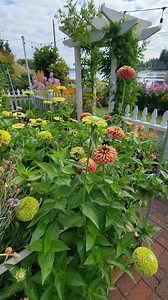 36K views · 1.2K reactions | Zinnias and bumblebees... This is a view I can sit and watch for hours in my garden.  Who's with me? #pollinatorgarden #bumblebee #zinnias #cutflowergarden #pollinatorfriendly #gardentherapy | Shiplap and Shells | Facebook