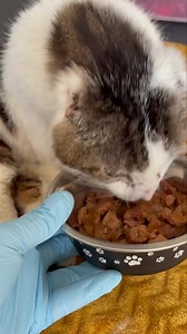 What better way to start the day with this big smiley face. Our wee seal Jack. He loves his food. Soon time for a bath and blow dry. (Excuse my annoying voice 😅🤓) | Rescue Cats NI