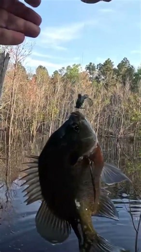 Bluegill Hits Mini Texas Rigged 2.5” Lizard #bankfishing #creekfishing #ultralightfishing