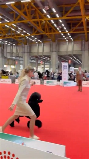 World’s Dog Show Winning Poodle Creat A New Record #poodle #dogyzlife #fcidogshow #worlddogshow #top