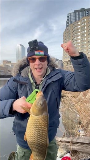 Chicago Heffer Carp #chicagofishing #carpfishing #winterfishing #cow #fishing