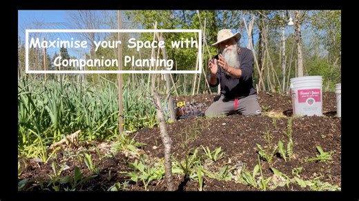 Planting cabbage for bigger harvests with proper spacing and companion planting
