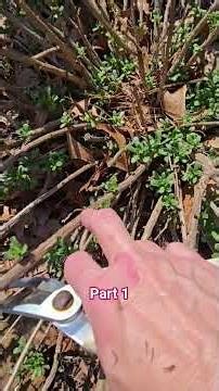 Montauk daisies #gardening #springgarden