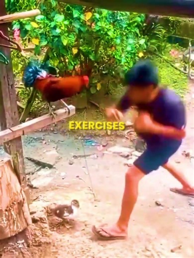 This Rooster Is A Pro Boxer #shorts