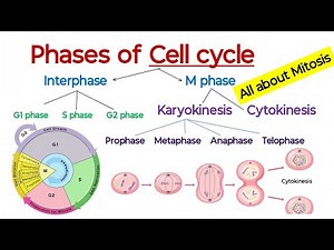 Cell cycle and cell division | Interphase and M-phase | Mitosis | Karyokinesis and Cytokinesis