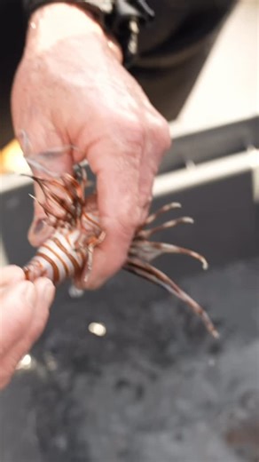 Nick Bingo on Instagram: "Handling A Venomous Lion Fish… 👀⚠️ #closecall #lionfish #venom #fishing"