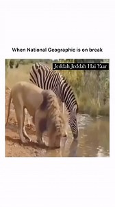 262 reactions · 41 shares | When the geography channel u watch is on a break藍藍藍藍 #viralreels #fyp #geography #geografia #funnyanimals #funnyvideos #jjhy | jedDah JEDdah hai yaar.....:) | Facebook