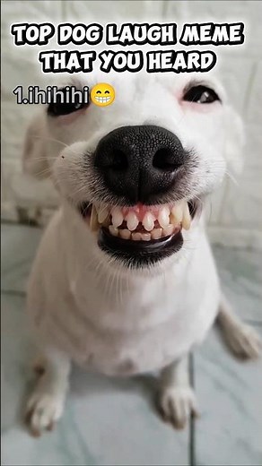 Top Funniest Dog Laugh 🤣🐶