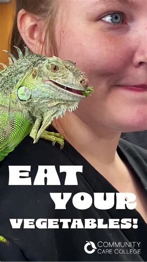 Like if you LOVE REPTILES too!! 💚🐍 Thank you, Jungle Boyz, for coming and teaching us about these amazing reptiles, including large pythons, bearded dragons, and caiman alligators! | Community Care College