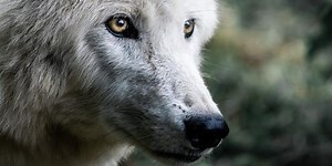 Guess These Animals With Four-Letter Names