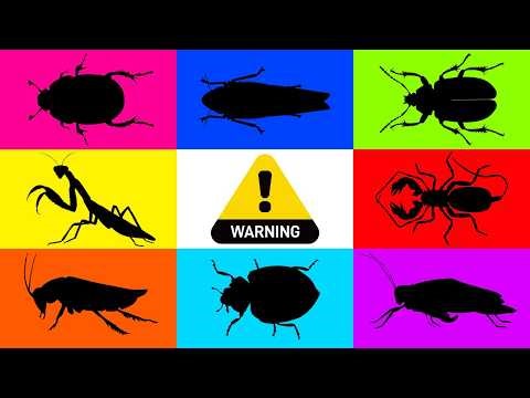 Insect: Leaf Hopper, Taro beetle, Ladybug, Whip Scorpion, Madagascar Cockcroach, Tarantula, Mantis