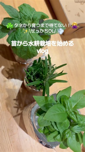 【水耕栽培🌱タネから育てるなんて待てない🙅‍♀️ 苗から水耕栽培に】#水耕栽培 #自家栽培 #大葉 #ハーブ #ローズマリー #スイートバジル