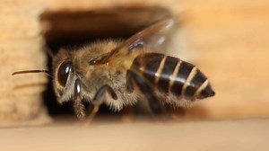 These little invaders have a tale of survival that could help save Australia's native bees
