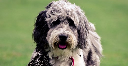 Aussiedoodle vs Bernedoodle: What’s the Difference?