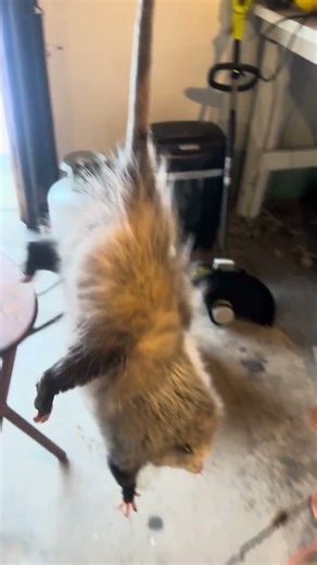 Possum found inside a garage wall… safely released to live its life 🦝🔥 #wildlife